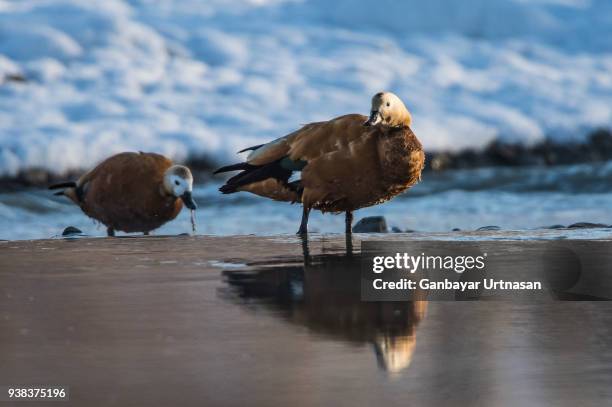 birds and wild life in mongolia - abutre fusco imagens e fotografias de stock