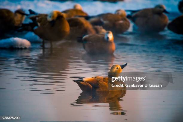 birds and wild life in mongolia - ruddy shelduck stockfoto's en -beelden