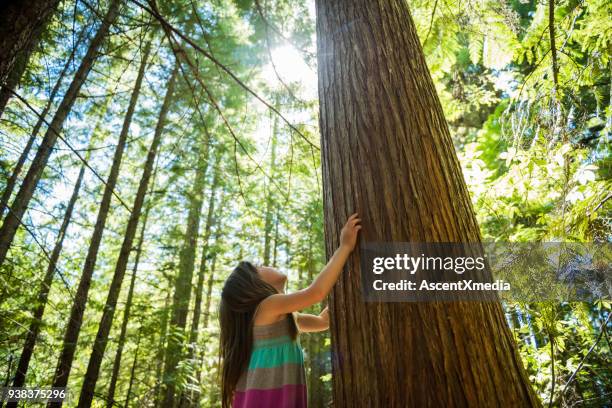 child connecting with nature - majestic tree stock pictures, royalty-free photos & images