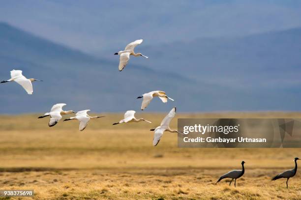 birds and wild life in mongolia - ruddy shelduck stock pictures, royalty-free photos & images