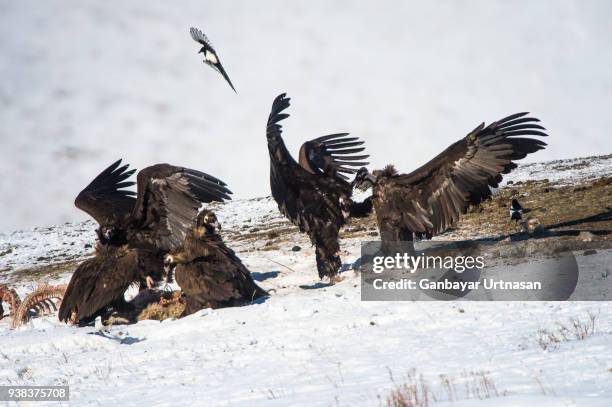 birds and wild life in mongolia - ruddy shelduck stockfoto's en -beelden