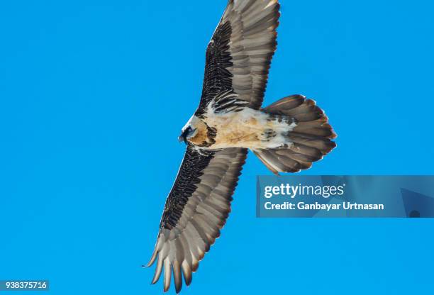 birds and wild life in mongolia - ruddy shelduck stockfoto's en -beelden