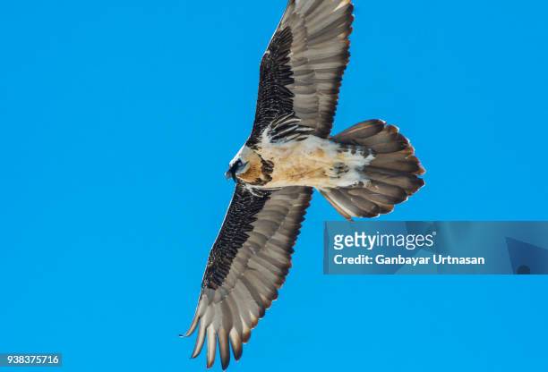 birds and wild life in mongolia - abutre fusco imagens e fotografias de stock