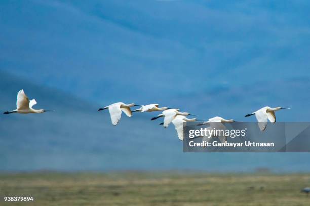 birds and wild life in mongolia - spoonbill stock pictures, royalty-free photos & images