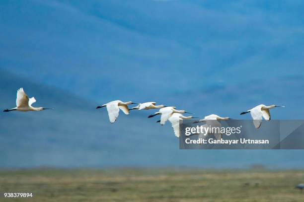 birds and wild life in mongolia - ruddy shelduck stock pictures, royalty-free photos & images