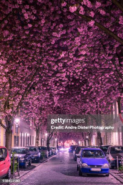 bonn - germany - kirschblüten stock pictures, royalty-free photos & images