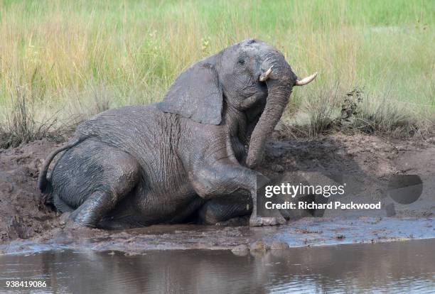 young male african elephant enjoying a mud-bath - schlammbaden stock-fotos und bilder
