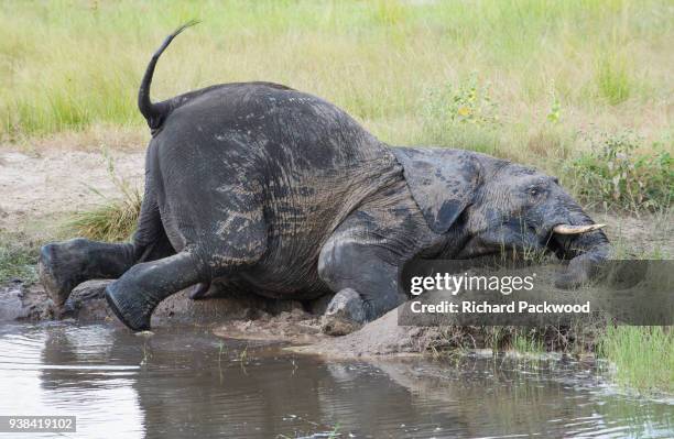a young african elephant enjoying a mud-bath. - schlammbaden stock-fotos und bilder
