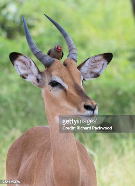 impala with an attendant redbilled oxpecker - picoteador de pico rojo fotografías e imágenes de stock