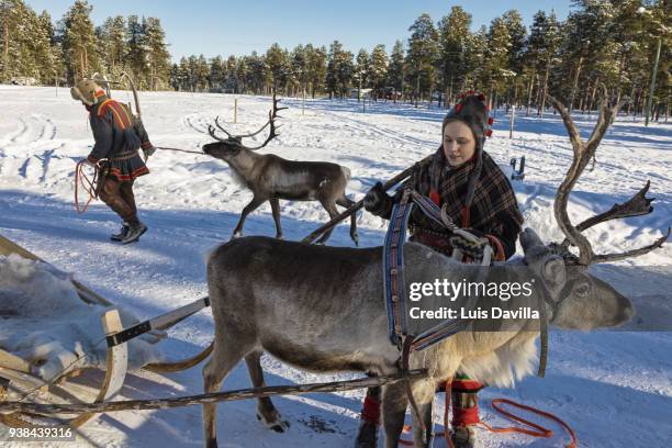 inari reindeer farm. inari. finland - inari finland bildbanksfoton och bilder