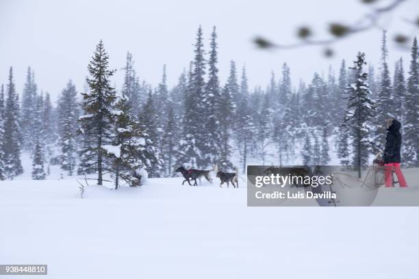 husky sledge safari. saariselka. finland - saariselka stock pictures, royalty-free photos & images