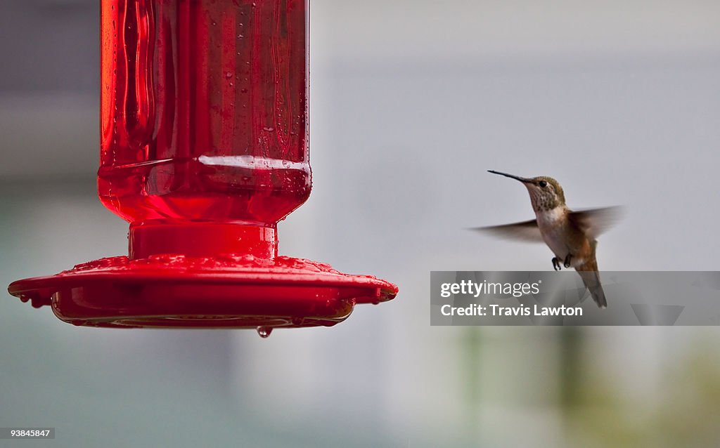 Hummingbird