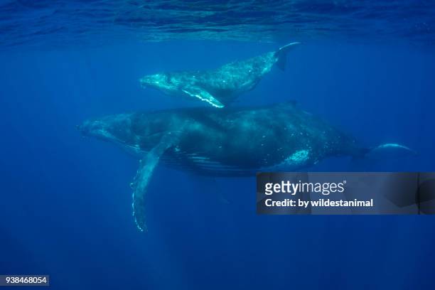 humpback whale swimming with her small calf, kingdom of tonga. - isole vavau foto e immagini stock
