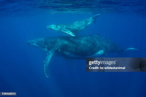 humpback whale swimming with her small calf, kingdom of tonga. - vavau islands 個照片及圖片檔