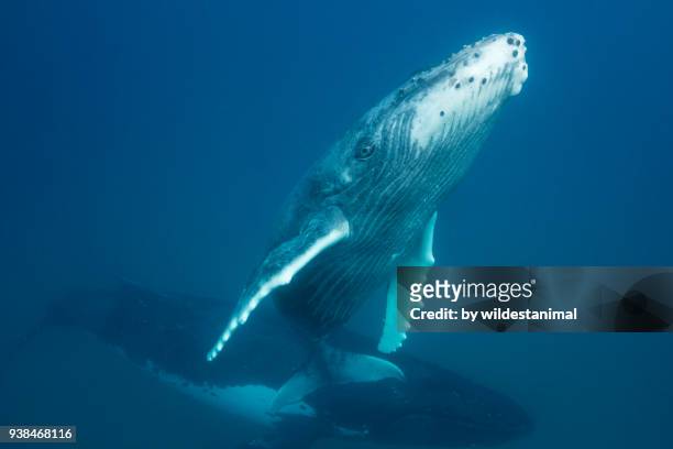 humpback whale calf coming to the surface to breath as it's mother watches from below, kingdom of tonga. - isole vavau foto e immagini stock