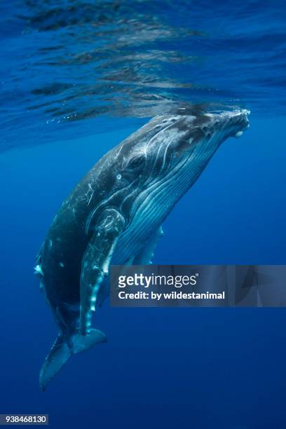 humpback whale calf coming to the surface to breath, kingdom of tonga. - ballenato fotografías e imágenes de stock