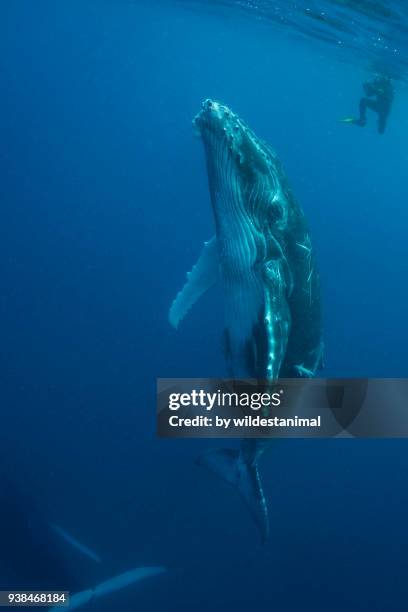 humpback whale calf swimming to the surface to breath as a diver on the surface watches, kingdom of tonga. - haapai islands stock pictures, royalty-free photos & images