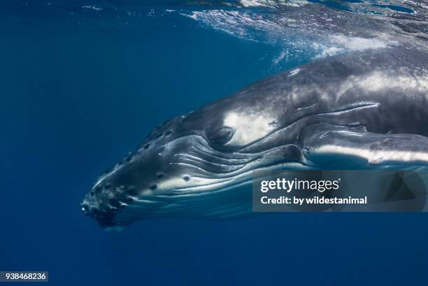 head shot of a humpback whale swimming at the surface, kingdom of tonga. - isole vavau foto e immagini stock
