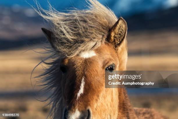 close-up of icelandic horse - horse eye stockfoto's en -beelden