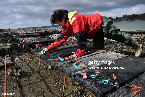 French bio-chemist Charlotte Corporeau, at French Research Institute for Exploitation of the Sea checks oyster tables in Logonna-Daoulas, western...