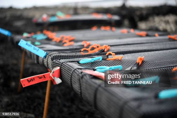 French Research Institute for Exploitation of the Sea oyster tables sit in the water at Logonna-Daoulas, western France on March 20, 2018. To...