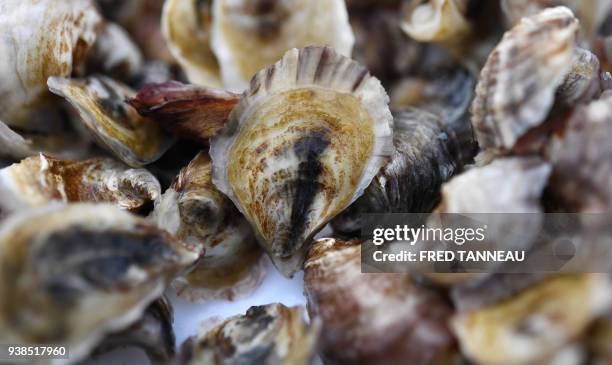 French Research Institute for Exploitation of the Sea oysters sit on tables in the water at Logonna-Daoulas, western France on March 20, 2018. To...