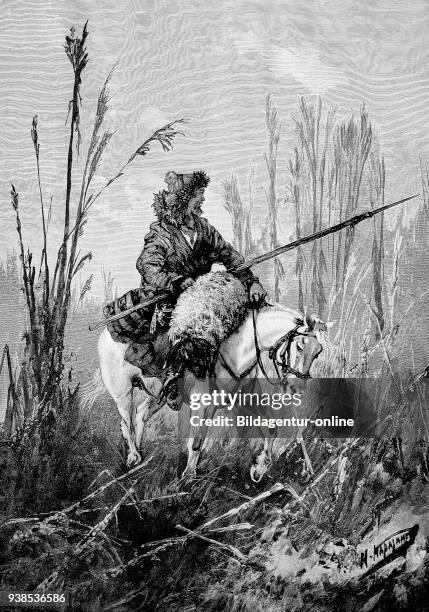 Thief Riding Sheep 221 Stealing Sheep Stock Photos, High-Res Pictures, and Images - Getty ...