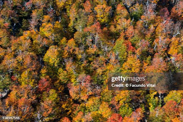 bosque en otoño - otoño bildbanksfoton och bilder