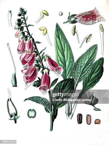 Digitalis purpurea, foxglove, common foxglove, purple foxglove or lady's glove, Medicinal plant.