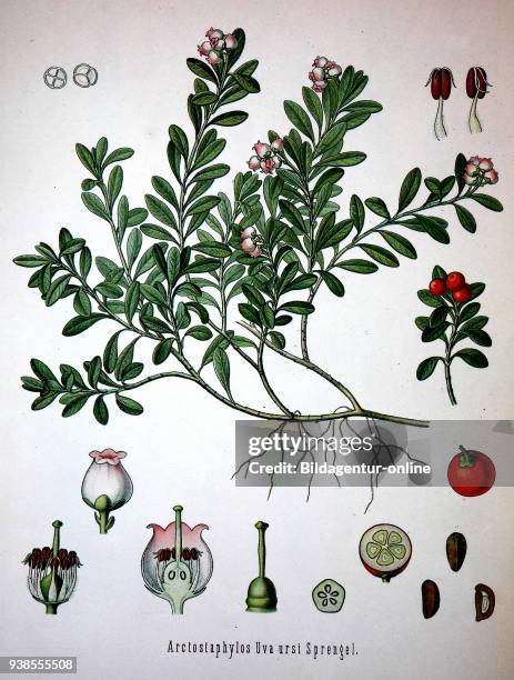 Arctostaphylos uva-ursi is a plant species of the genus Arctostaphylo. Its names include kinnikinnick and pinemat manzanita, and it is one of several...