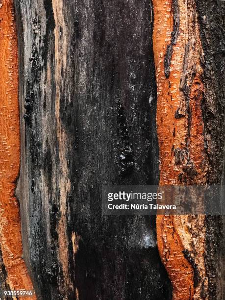 primer plano de la superficie de un tronco de árbo mojado - primer plano stock pictures, royalty-free photos & images