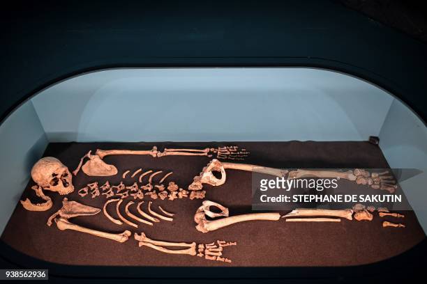 Picture taken on March 26, 2018 shows the skeleton of La Ferrassie 1 male displayed for the Neanderthal exhibition at the Musee de l'Homme in Paris....