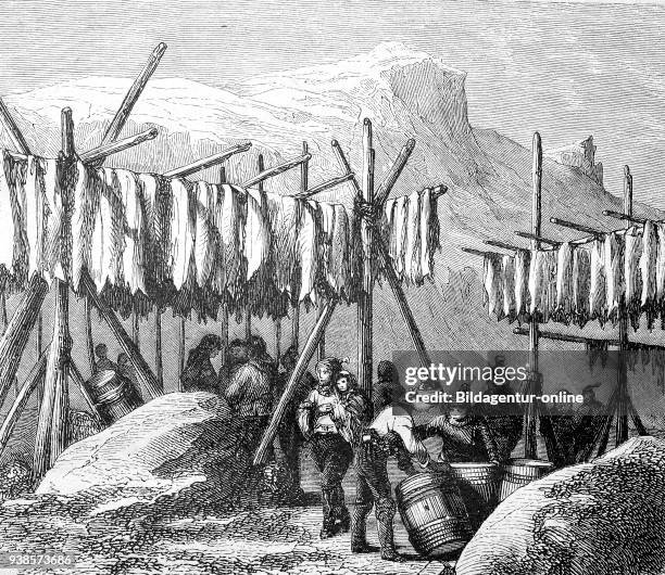 Drying the cod fish on Newfoundland country, America, reproduction of a woodcut from 1882, digital improved.