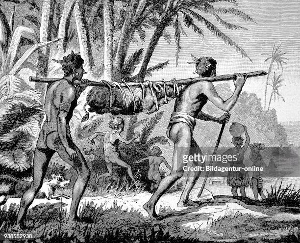Transport of a living pig, to the market, in New Guinea, agriculture, natives, historical image or illustration from the year 1894, digital improved.