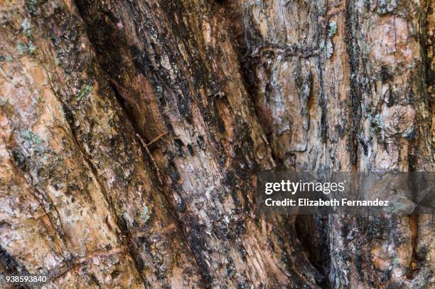 wood textures - acerola stock pictures, royalty-free photos & images