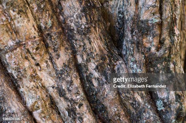 wood textures - acerola stock pictures, royalty-free photos & images