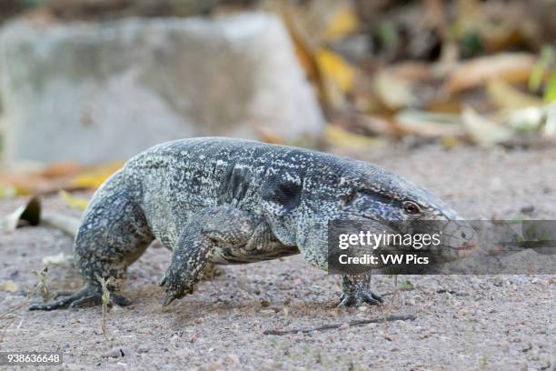 Argentine Black and White Tegu Lizard Pantanal, Brazil.