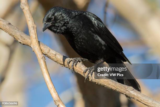 Shiny Cowlbird Pantanal, Brazil.