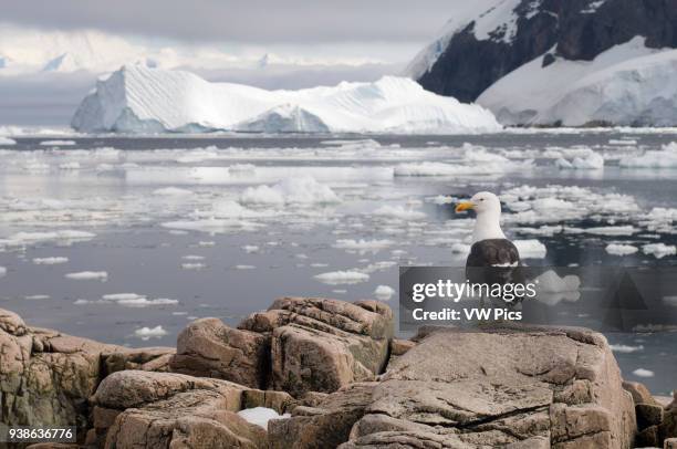 Antarctica, Antarctic Peninsula, Gerlache strait, Neko Harbor, Kelp Gull .
