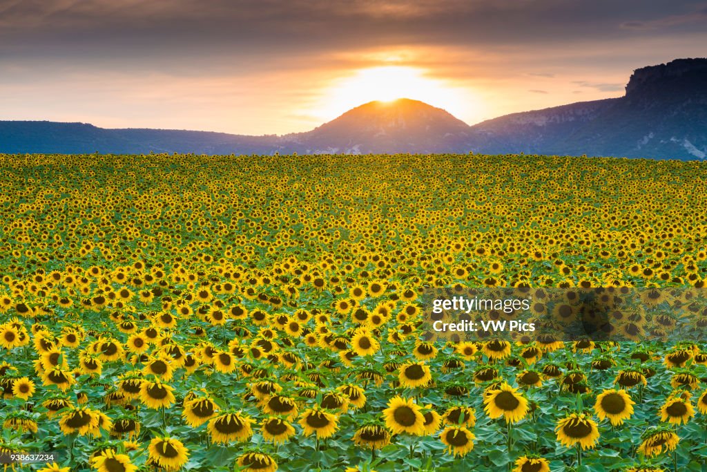 Sunflowers plantation