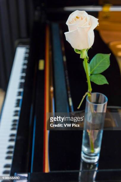 Piano and rose flower.