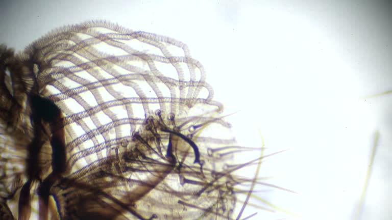 Inset Microscope 352 Insect Under The Microscope Stock Videos, Footage, & 4K Video Clips ...
