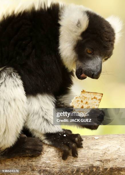 Picture taken on March 27, 2018 shows a lemur eating traditional Matza eaten during the upcoming Jewish holiday of Passover, at the Ramat Gan Safari...