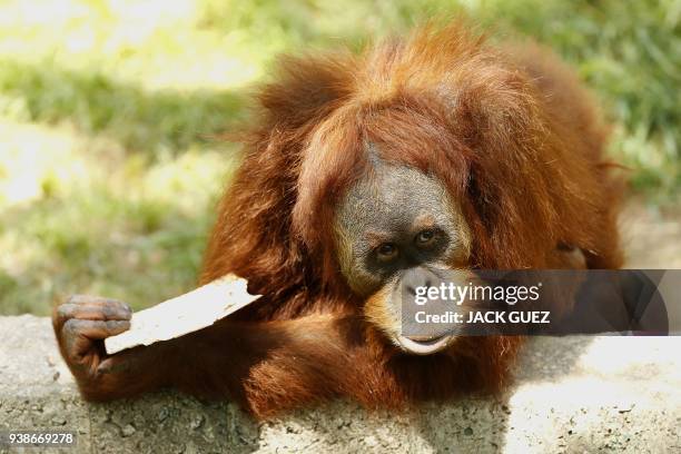 Picture taken on March 27, 2018 shows an orangutan eating traditional Matza eaten during the upcoming Jewish holiday of Passover, at the Ramat Gan...