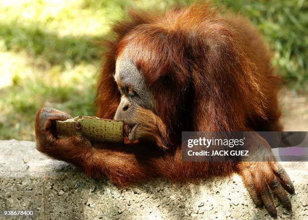 Picture taken on March 27, 2018 shows an orangutan eating traditional Matza eaten during the upcoming Jewish holiday of Passover, at the Ramat Gan...