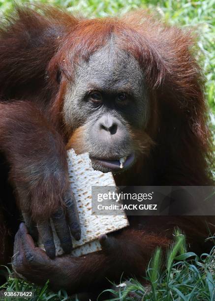 Picture taken on March 27, 2018 shows an orangutan eating traditional Matza eaten during the upcoming Jewish holiday of Passover, at the Ramat Gan...