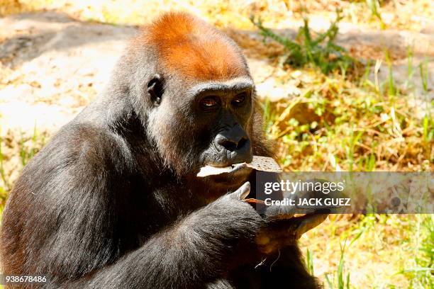 Picture taken on March 27, 2018 shows a gorilla eating traditional Matza eaten during the upcoming Jewish holiday of Passover, at the Ramat Gan...