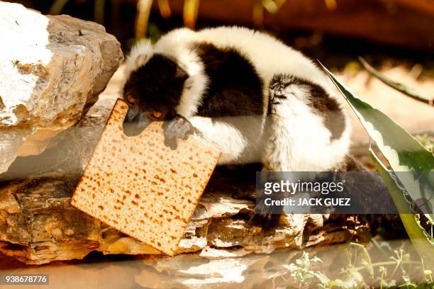 Picture taken on March 27, 2018 shows a lemur eating traditional Matza eaten during the upcoming Jewish holiday of Passover, at the Ramat Gan Safari...