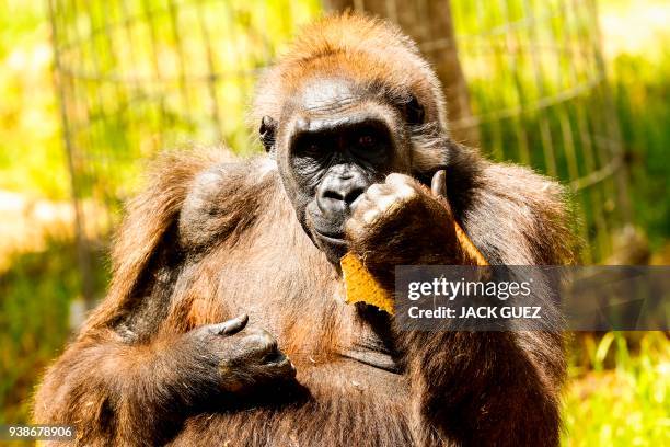 Picture taken on March 27, 2018 shows a gorilla eating traditional Matza eaten during the upcoming Jewish holiday of Passover, at the Ramat Gan...