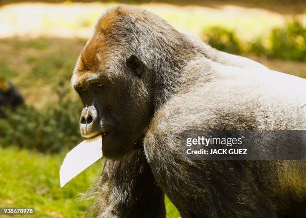 Picture taken on March 27, 2018 shows a gorilla eating traditional Matza eaten during the upcoming Jewish holiday of Passover, at the Ramat Gan...